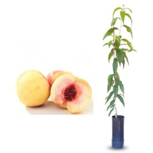 PESSEGO CHIMARITA
