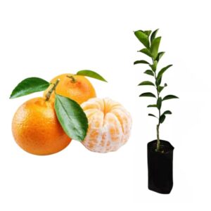 TANGERINA MONTENEGRINA PCT