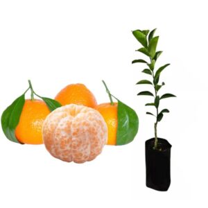 TANGERINA MEXERICA COMUM PCT