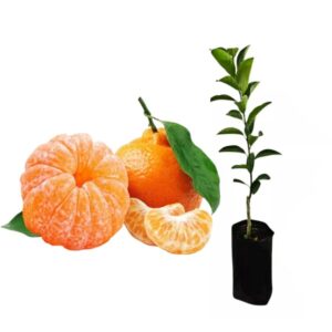 TANGERINA OKITSU SATSUMA PCT